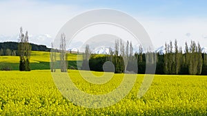 Field of rapeseed in south island
