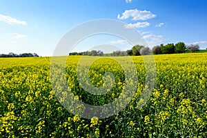 Field of rapeseed in spring