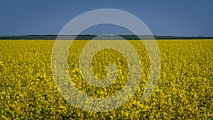 Field of rapeseed in spring bloom on a field in Romania