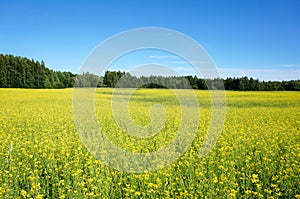 Field of rapeseed in summer