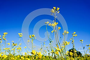 Field of rapeseed in summer