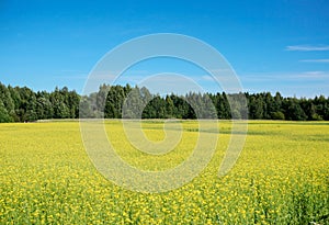 Field of rapeseed in summer