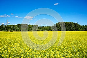 Field of rapeseed in summer