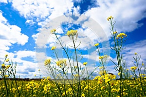 Field of rapeseed in summer