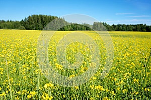 Field of rapeseed in summer