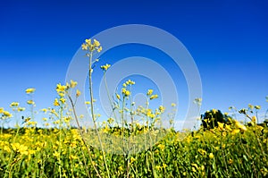 Field of rapeseed in summer