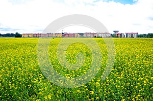 Field of rapeseed in summer