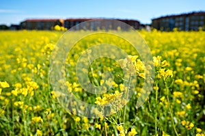 Field of rapeseed in summer