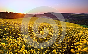 Field of rapeseed at sunrise landscape