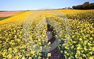 Field of rapeseed at sunrise landscape