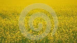 Field of rapeseed. Tranquility harmony.