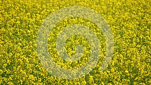 Field of rapeseed. Tranquility harmony.