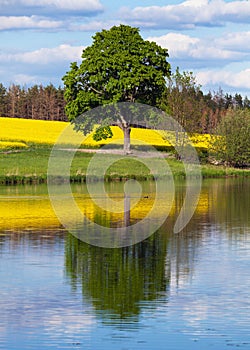 Field of rapeseed and tree and lake springtime landscape