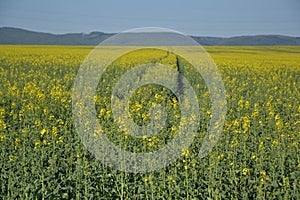 Field of rapeseeds