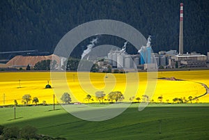 Field of rapeseeds