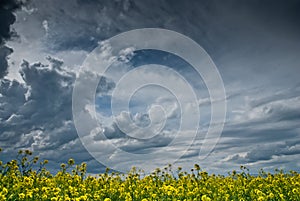 Field of rapeseeds with a big stormy sky