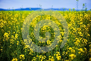 Field of rapeseeds