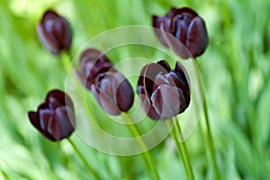 Field with rare black tulips