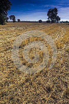 Field of reaped wheat