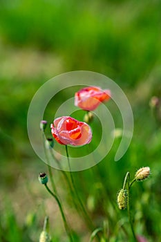 Field of red