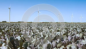 field with red cabbage and wind turbines in wieringermeer in the netherlands