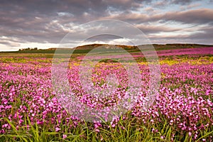 Field of Red Campion photo