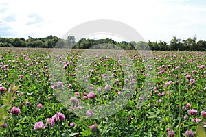 Field Of Red Clover, Somerset, UK