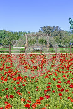 Field of Red Corn Poppies in Fredericksburg, Texas