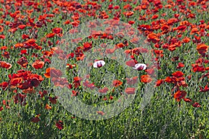 Field of Red Corn Poppies in Fredericksburg, Texas