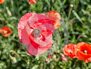 Field of red dainty poppies.