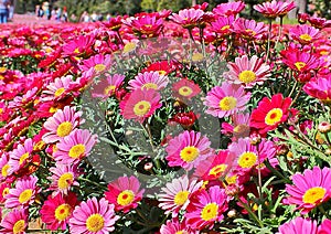Field of red daisies at the entrance to a floral garden of Genoa. photo