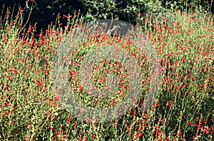 Field of Red Flower Blooms