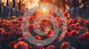 Field of Red Flowers With Setting Sun