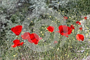 A field of red papaver rhoeas common names include corn poppy , corn rose, field poppy, Flanders poppy , red poppy, red weed,