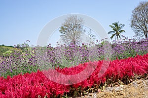 Field of red Plumed Celusia or Wool Flower and purple Vervian or Verbena flower blossom on green leaves under blue sky
