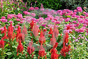 Field of red plumed cockscomb or Celosia cristata in the garden on soft nature background