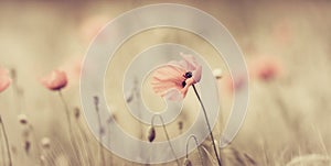 Field of red poppies photo