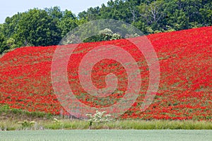 Field of red poppies.