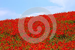 Field of red poppies.