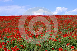 Field of red poppies.