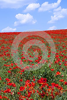 Field of red poppies.