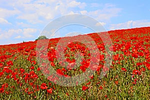 Field of red poppies.