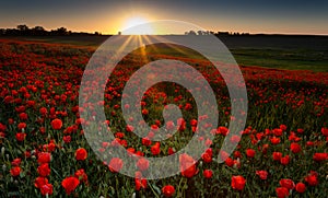 Field of red poppies