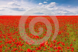 Field of red poppies