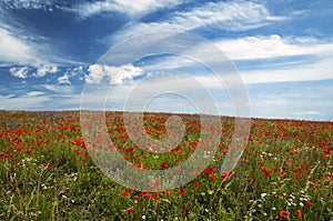 Field of red poppies