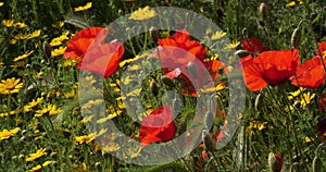 Field of red poppies and anacylus.