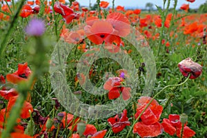 Field of red poppies close-up across blue sky. Natural background. Wildflowers field. Summer nature