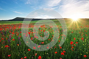 Field with red poppies, colorful flowers against the sunset