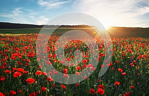 Field with red poppies, colorful flowers against the sunset