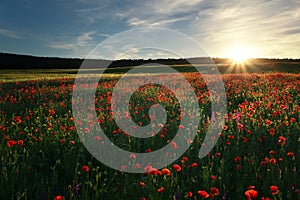 Field with red poppies, colorful flowers against the sunset